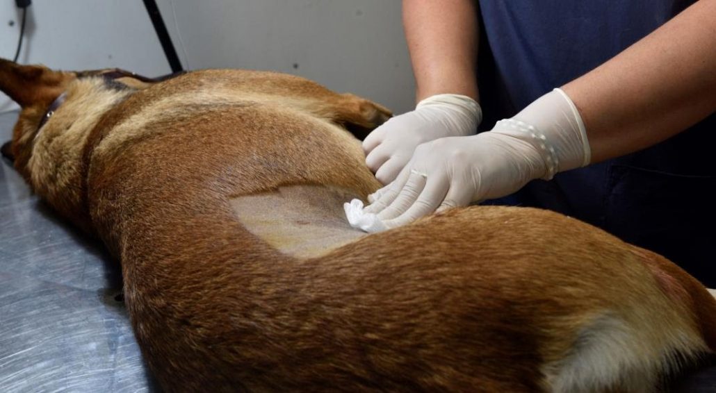 El área de Zoonosis de Gaiman retoma este jueves la recepción de turnos para realizar castraciones
