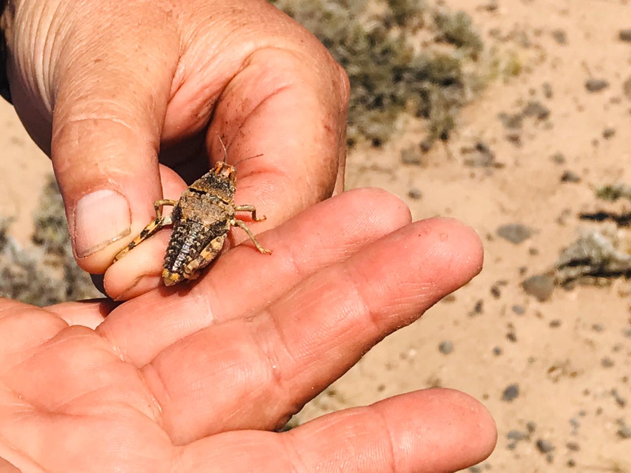 El Ministerio de Agricultura, Ganadería, Industria y Comercio participa del plan de acción  por emergencia de tucura en Patagonia