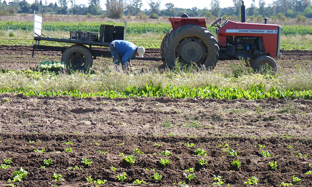 Invertirán más de 40 millones de pesos para fortalecer el cinturón frutihortícola de Trelew