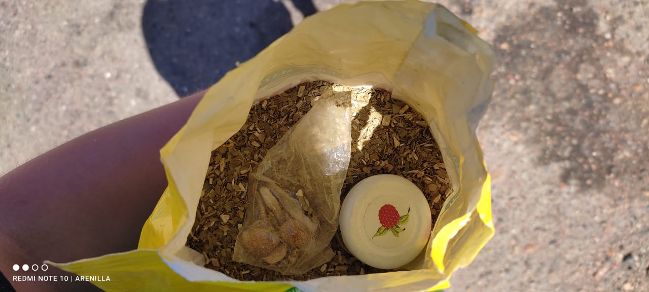 Secuestraron hongos alucinógenos y un vehículo robado en el ingreso a Chubut