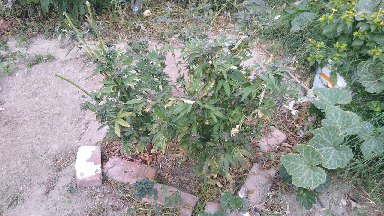 IMG-20220426-WA0135