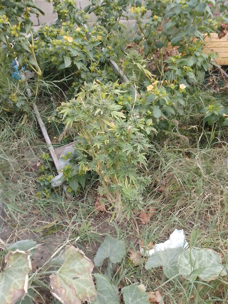 IMG-20220426-WA0142