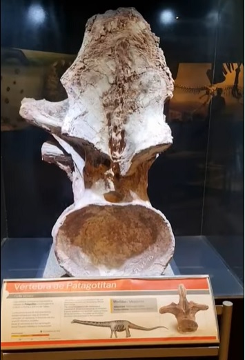 El MEF sigue con la ampliación para el Patagotitan Mayorum del que hoy se exhibe una vértebra