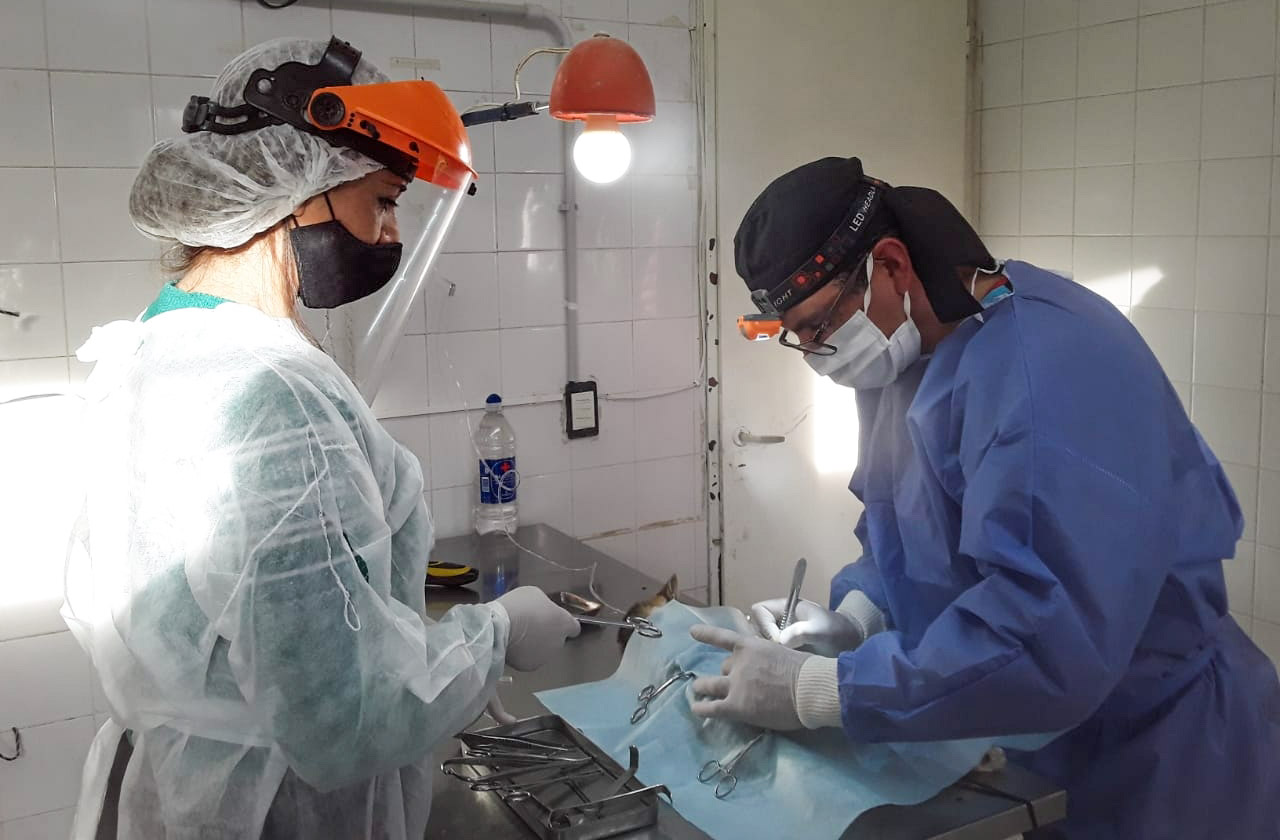 Continúan las campañas gratuitas para mascotas