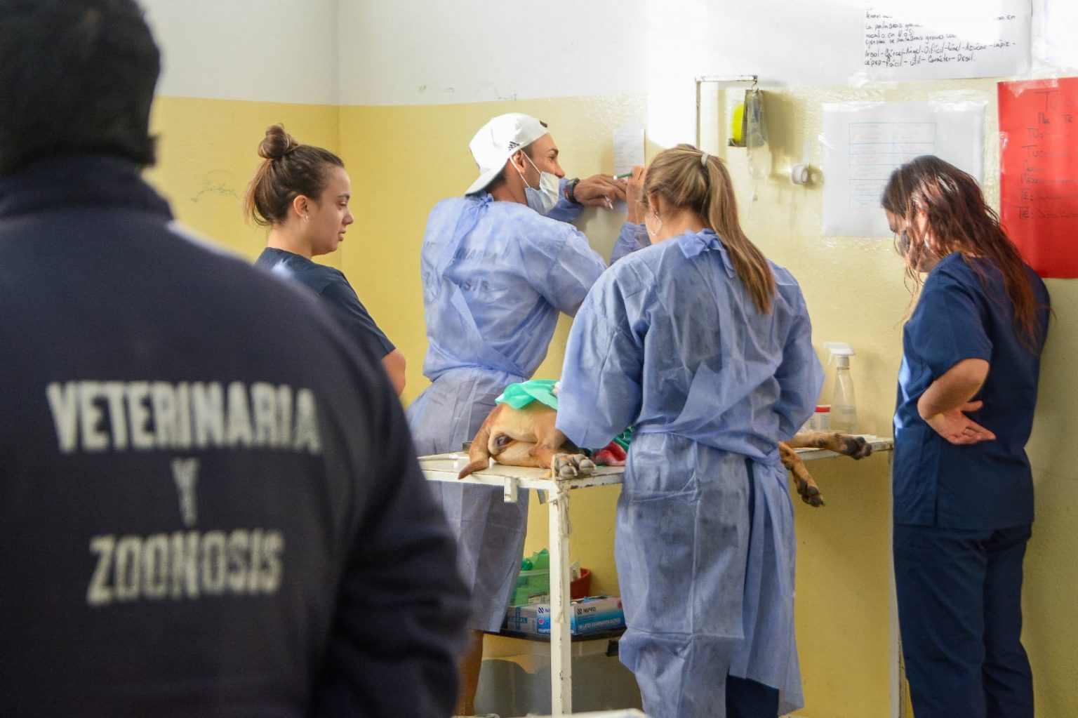 Continúan las campañas gratuitas para mascotas