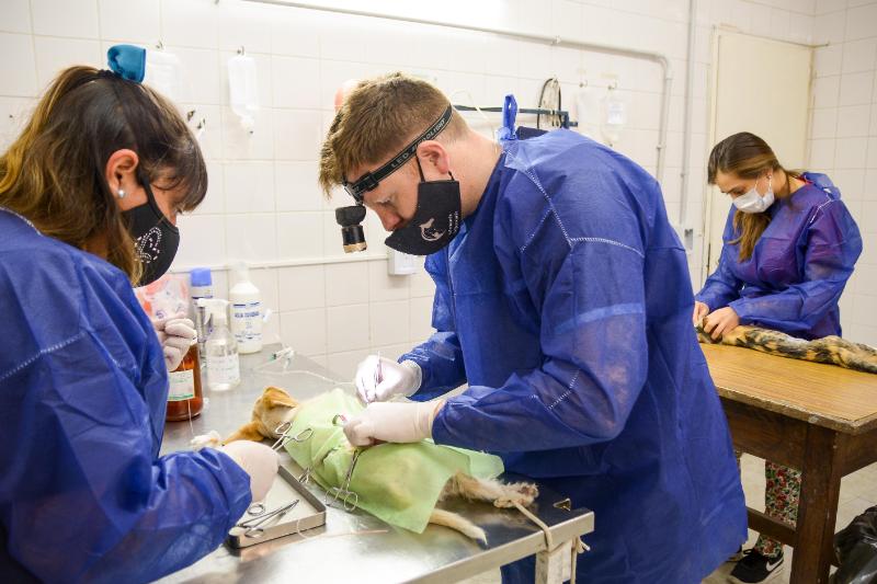 Continúan las Campañas gratuitas de Castración de Mascotas