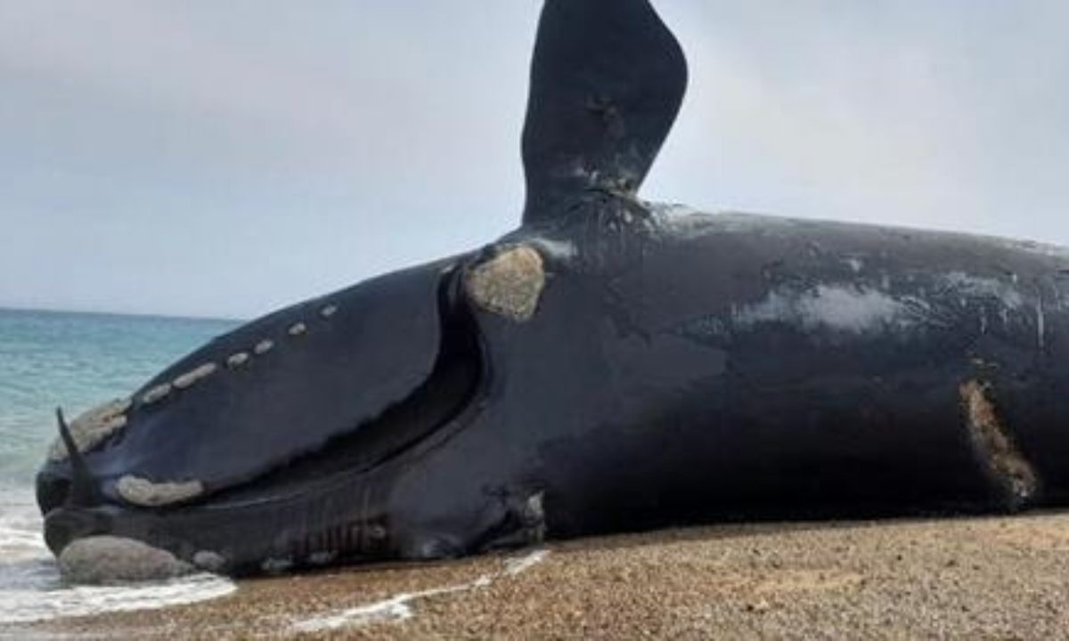Una de las ballenas muertas en Península Valdés fue registrada hace más de 50 años