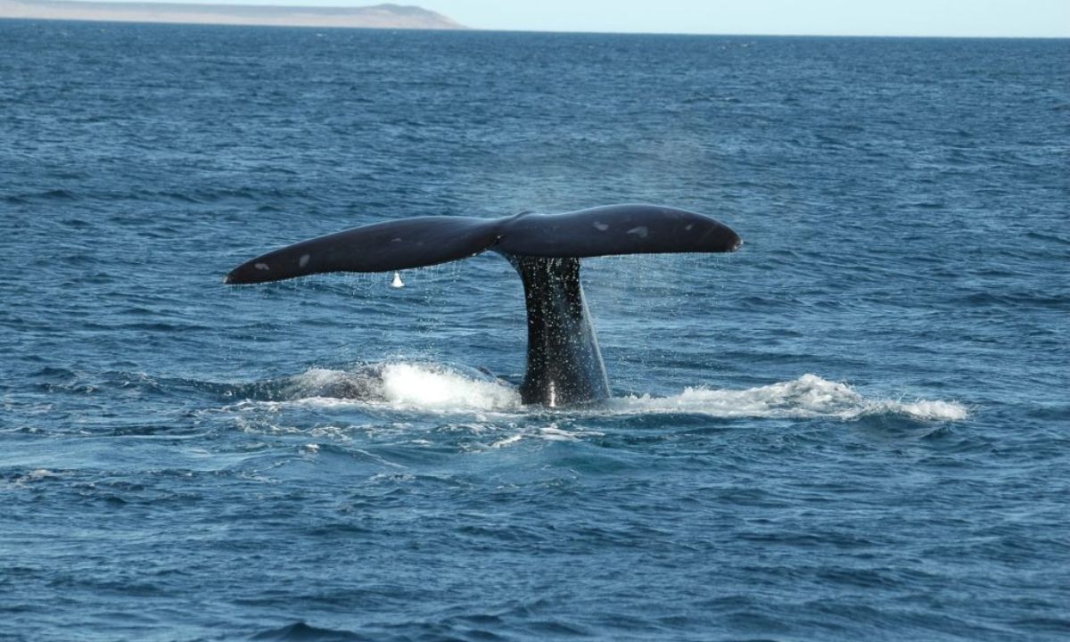 Se viene la semana de las ballenas en Chubut