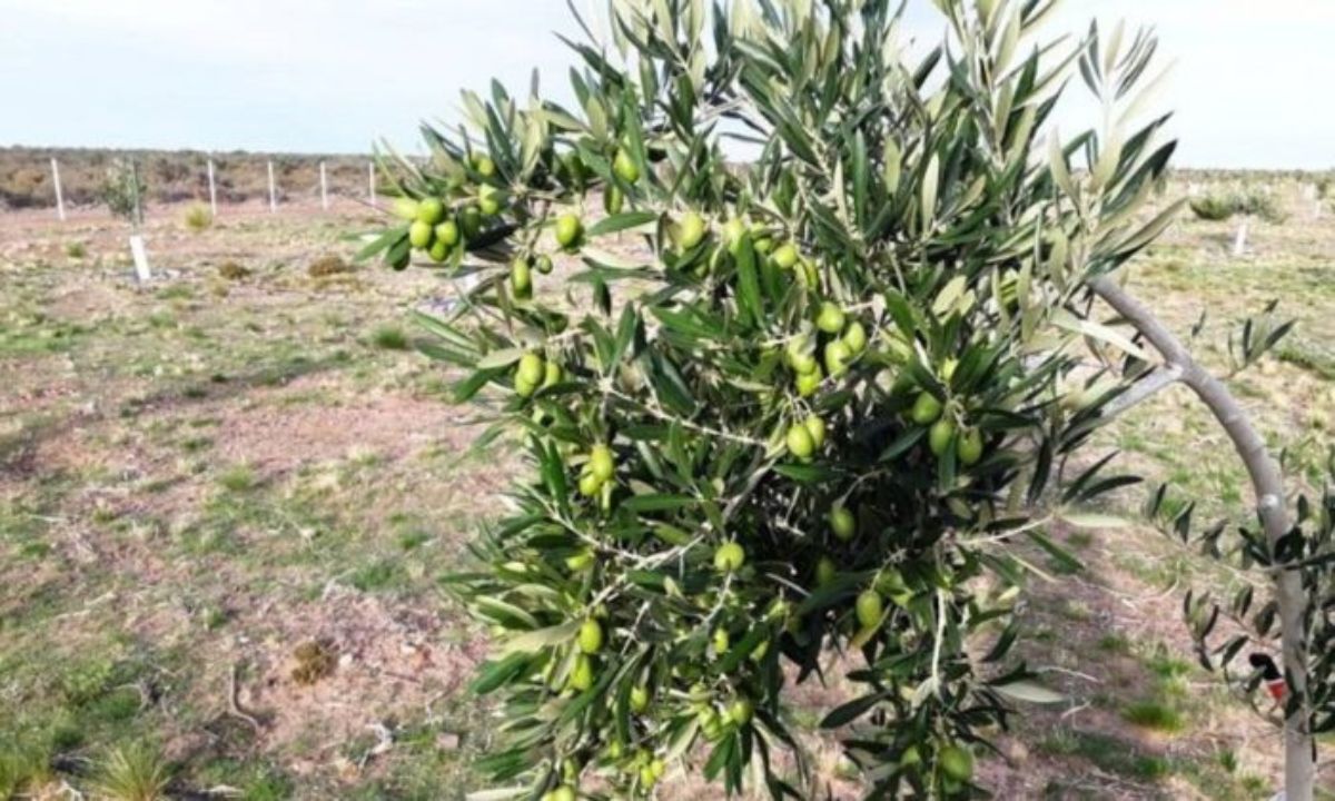 Crece el acompañamiento al proyecto de la Ley de Producción Olivícola para la Patagonia