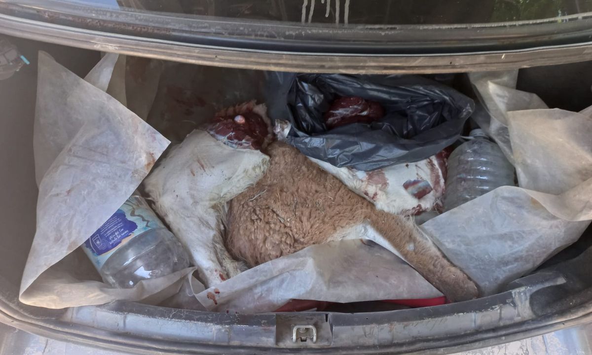 La policía detuvo a tres sujetos que estaban cazando guanacos en la zona del Dique Ameghino