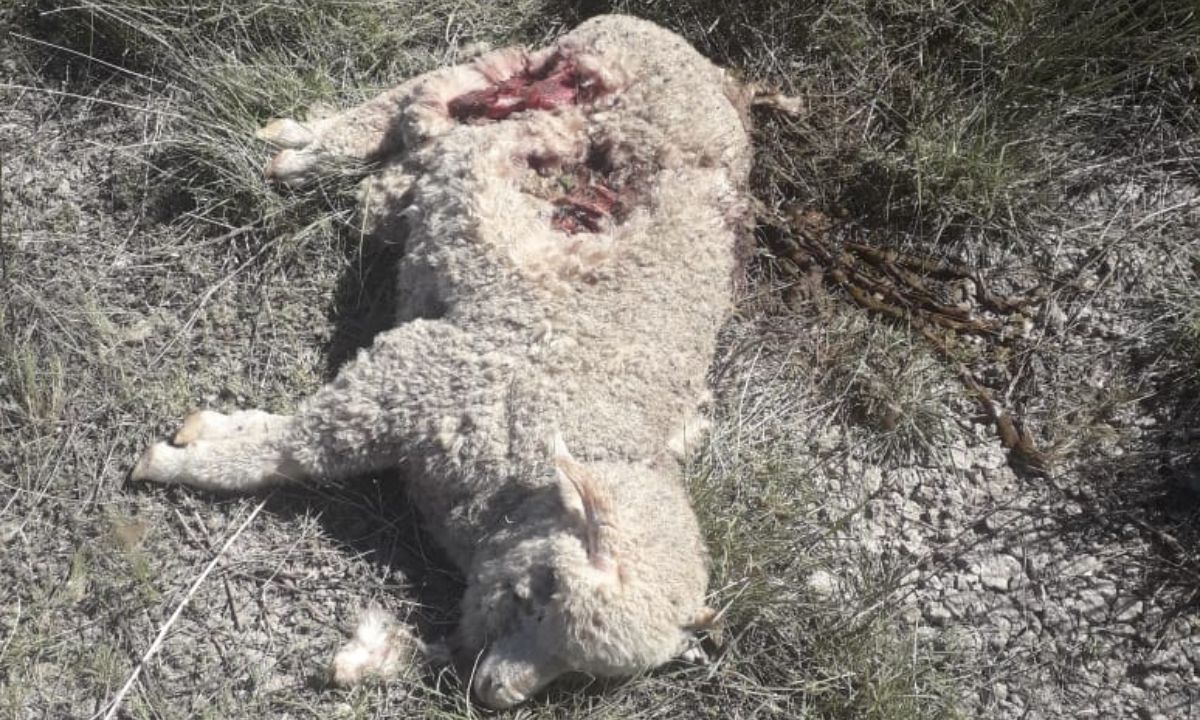 Perros mataron a 15 ovejas en una chacra de 28 de julio
