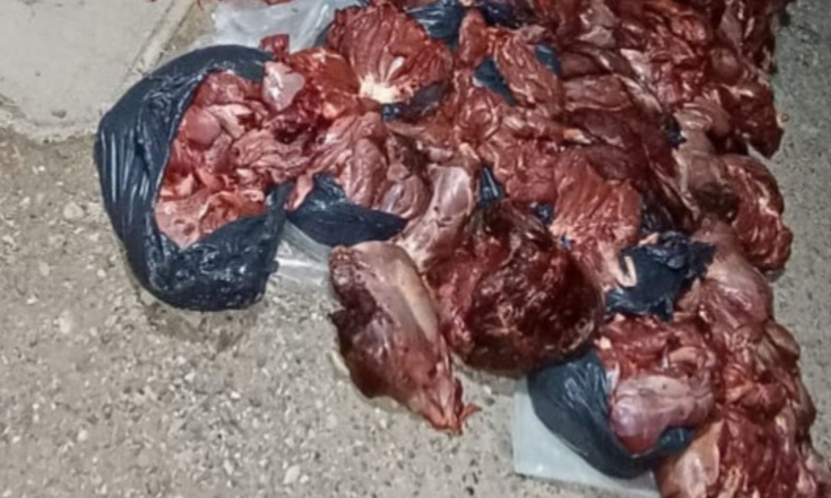 Secuestraron 35 bolsas de carne de guanaco cerca de Las Plumas
