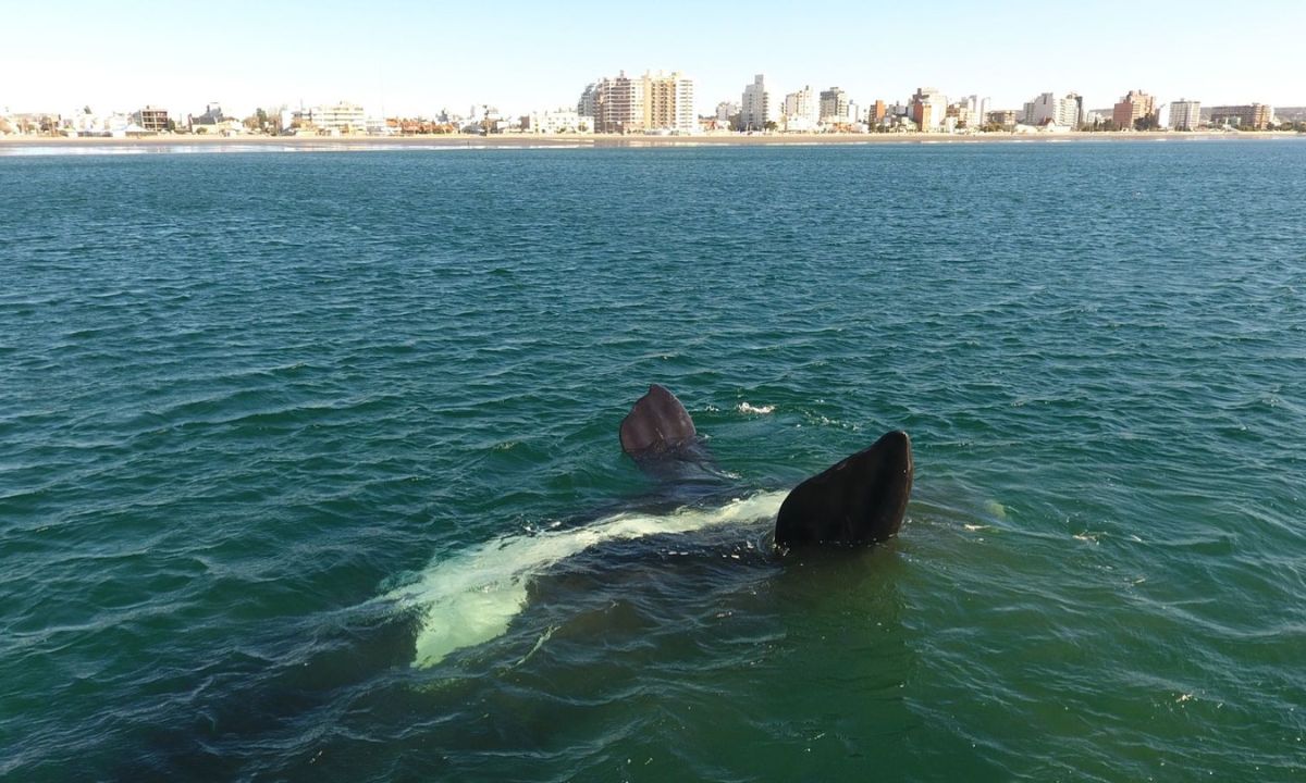 La temporada de ballenas de Puerto Madryn fue la mejor de los últimos 15 años