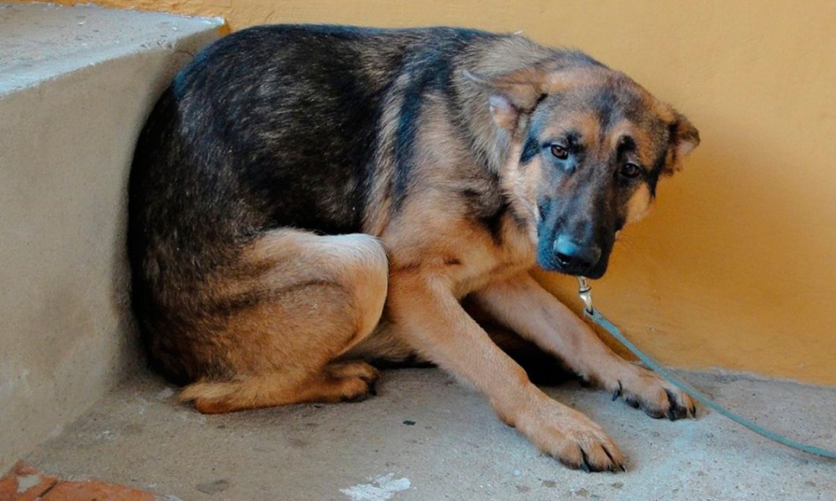 Evento contra el maltrato animal en la Laguna Chiquichano