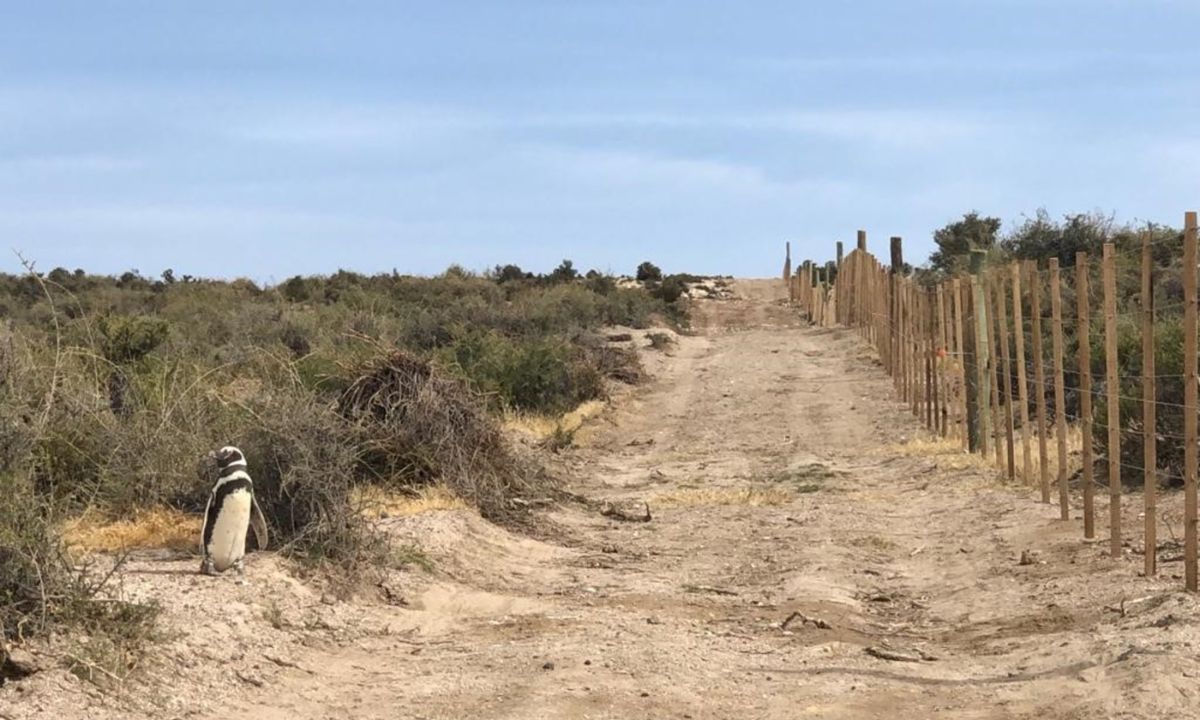 Imputarán al responsable de haber pasado una topadora sobre los nidos de pingüinos el año pasado