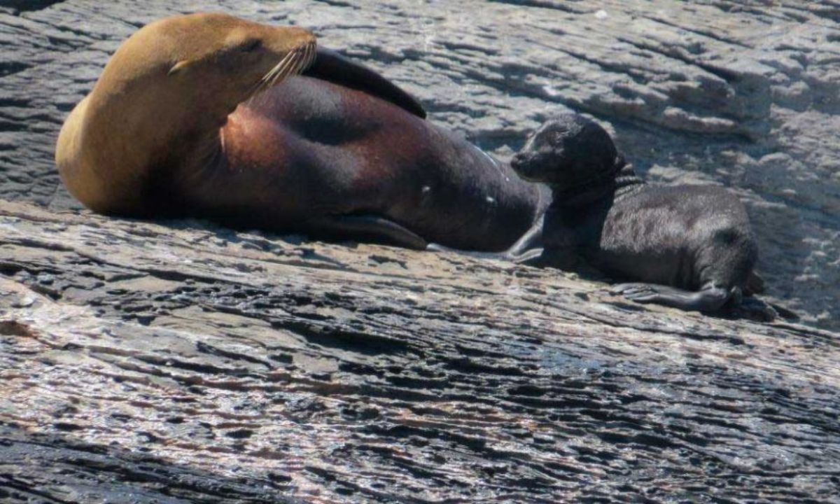Se registraron los primeros nacimientos de lobos marinos del año en el Área Natural Protegida Punta Marqués