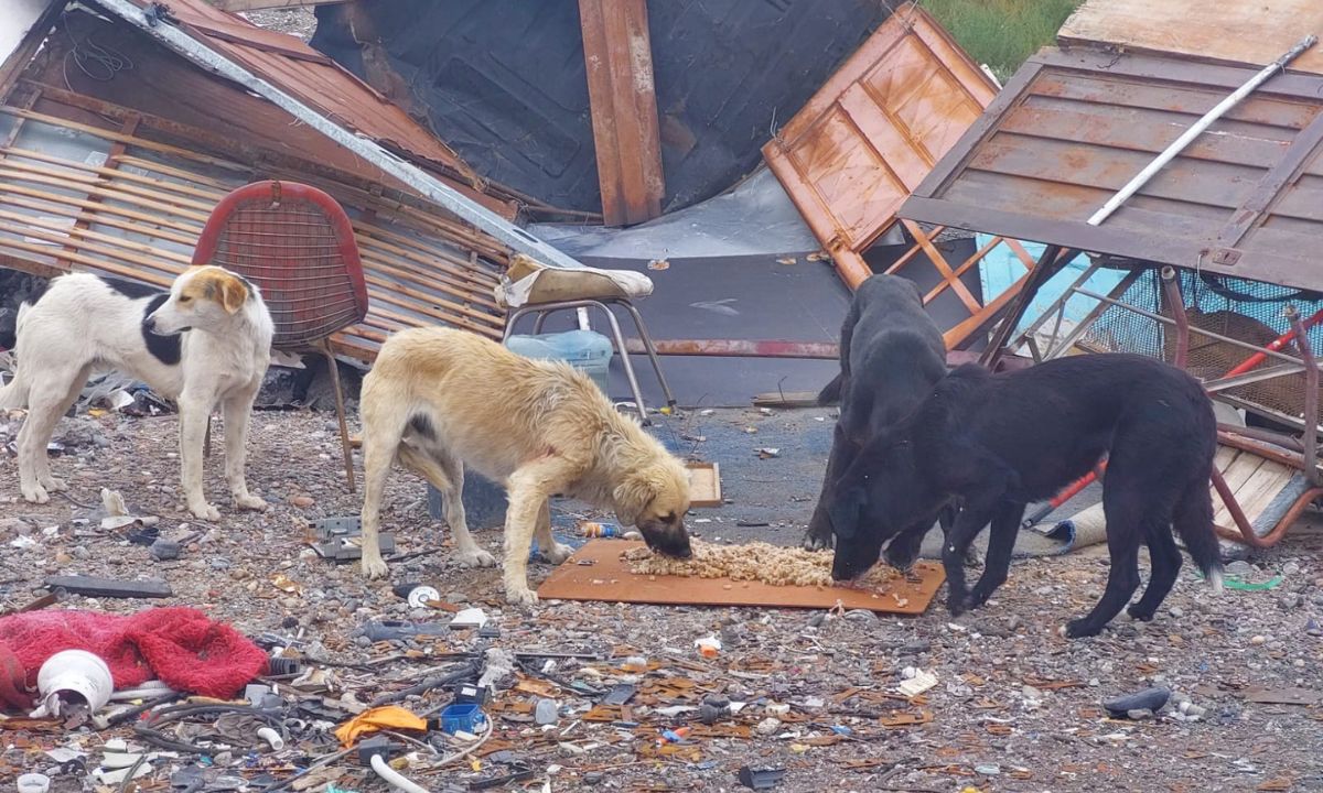 Solicitan colaboración para asistir a perros del basural de Trelew