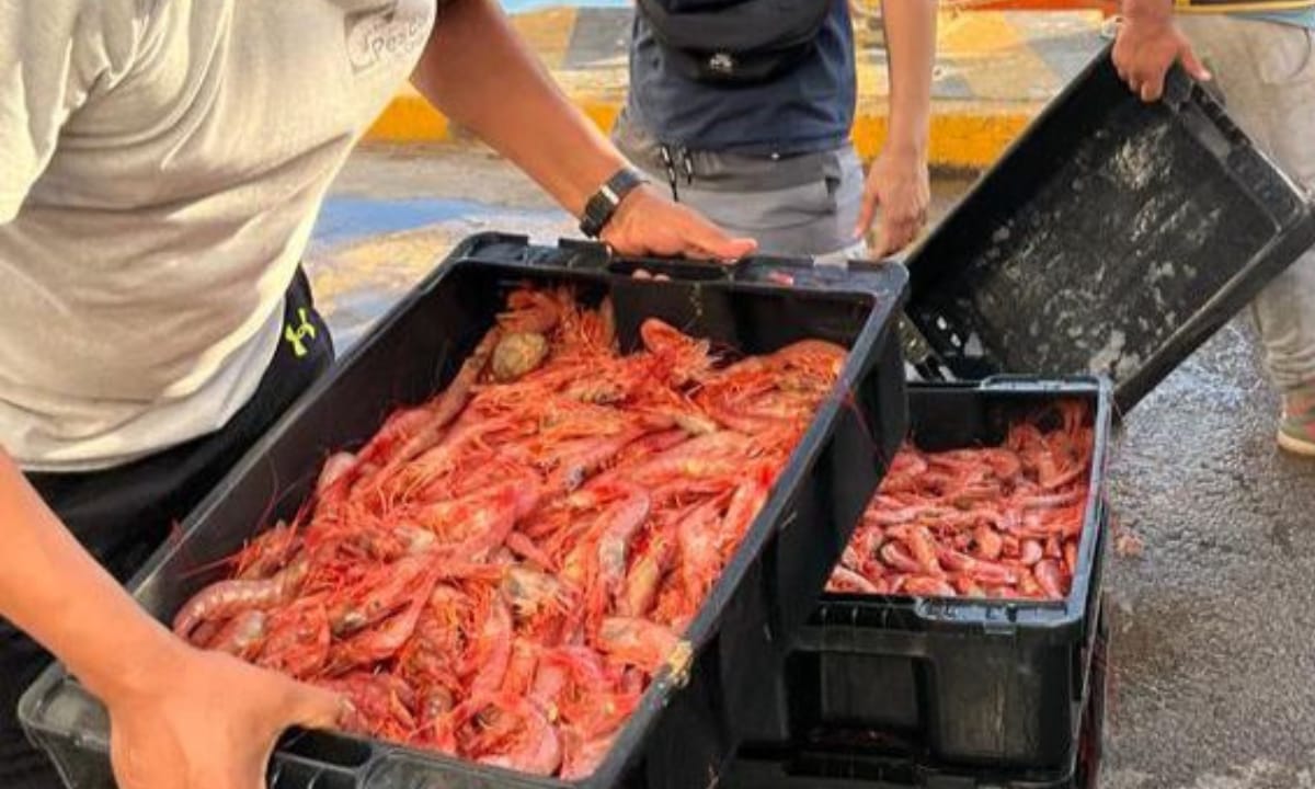 El puerto de Rawson se encamina a una temporada récord de captura de langostinos