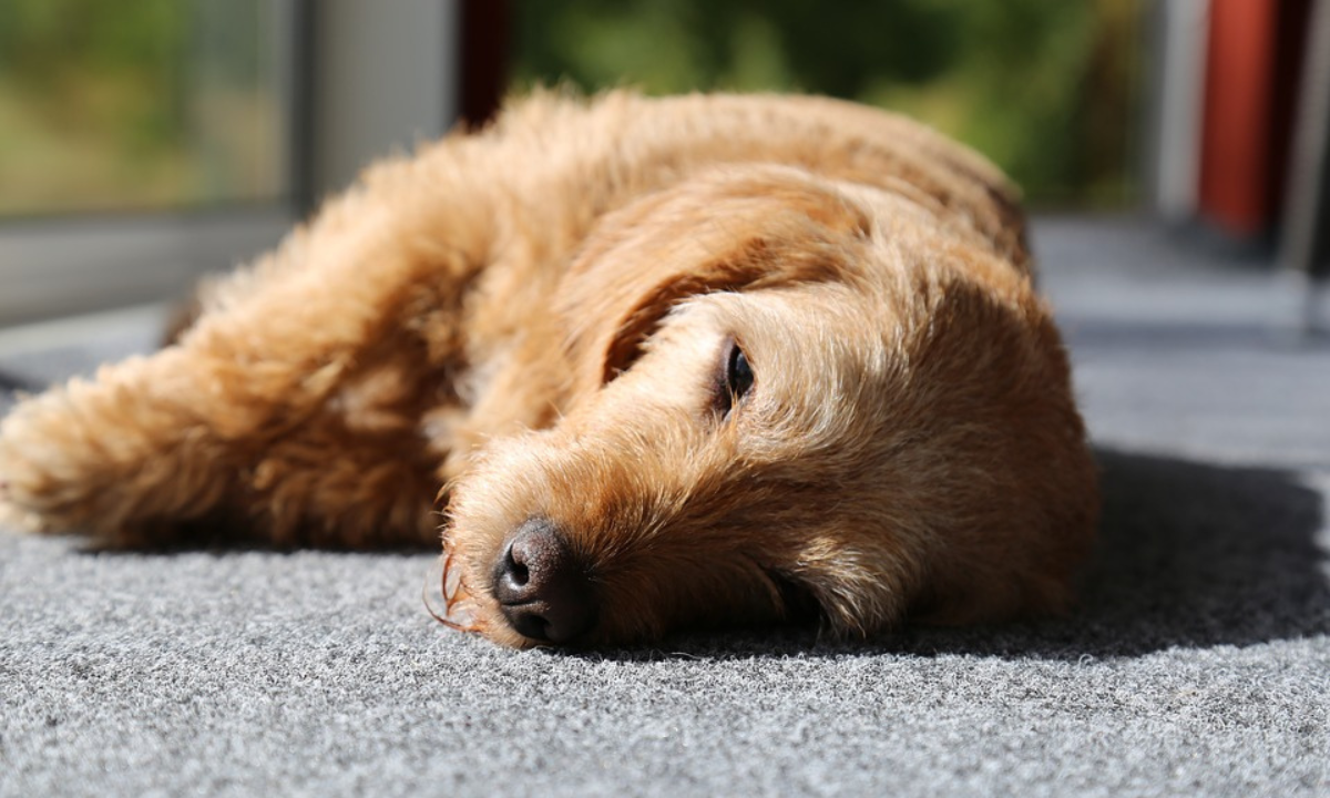 Desde Zoonosis brindaron recomendaciones para las mascotas ante el calor