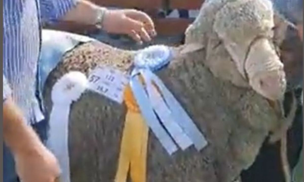 Jornada de remates en la Exposición Rural de Comodoro Rivadavia