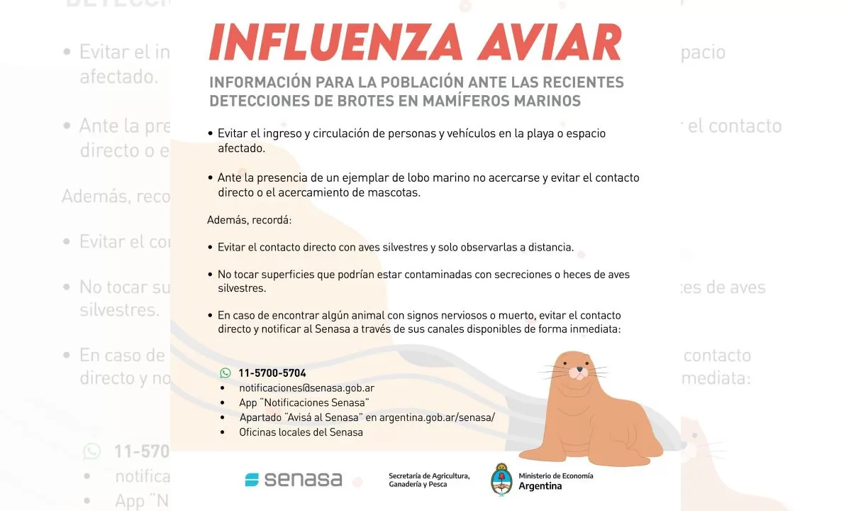 El Gobierno del Chubut brinda recomendaciones ante circulación de gripe aviar en mamíferos marinos