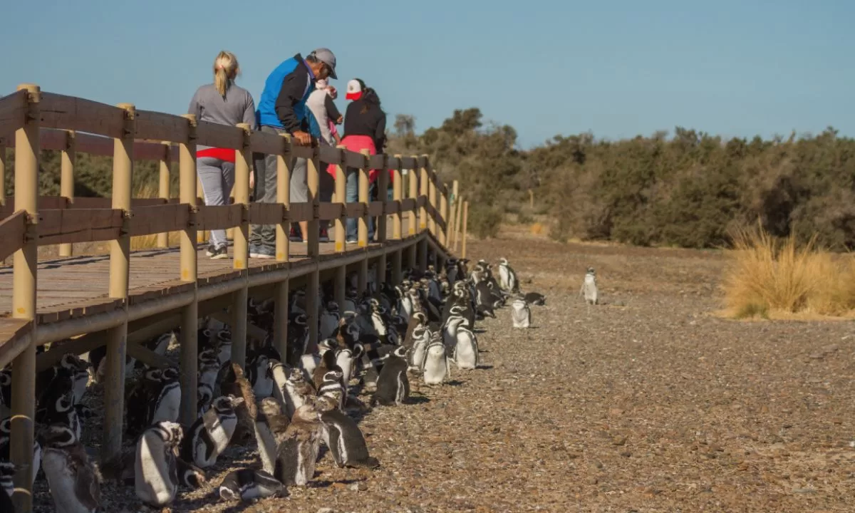 Los casos de gripe aviar en el «circuito silvestre» ponen en duda la apertura de Punta Tombo