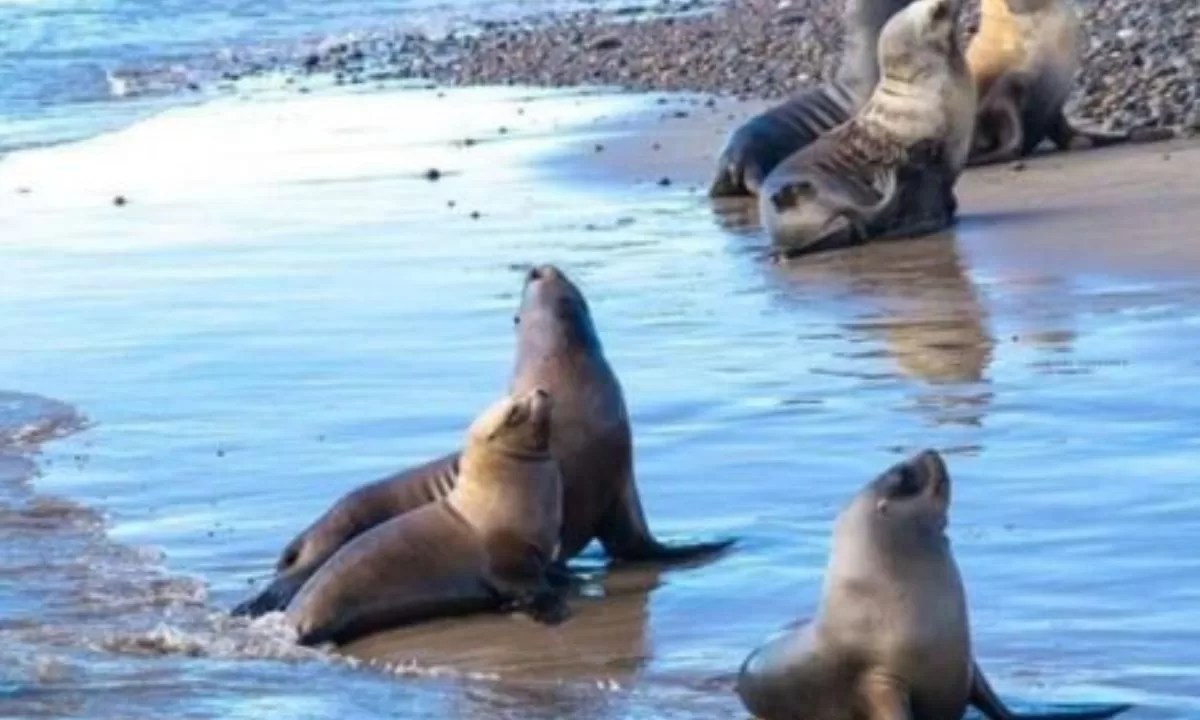 En Playa Unión no hay ningún caso de gripe aviar confirmado