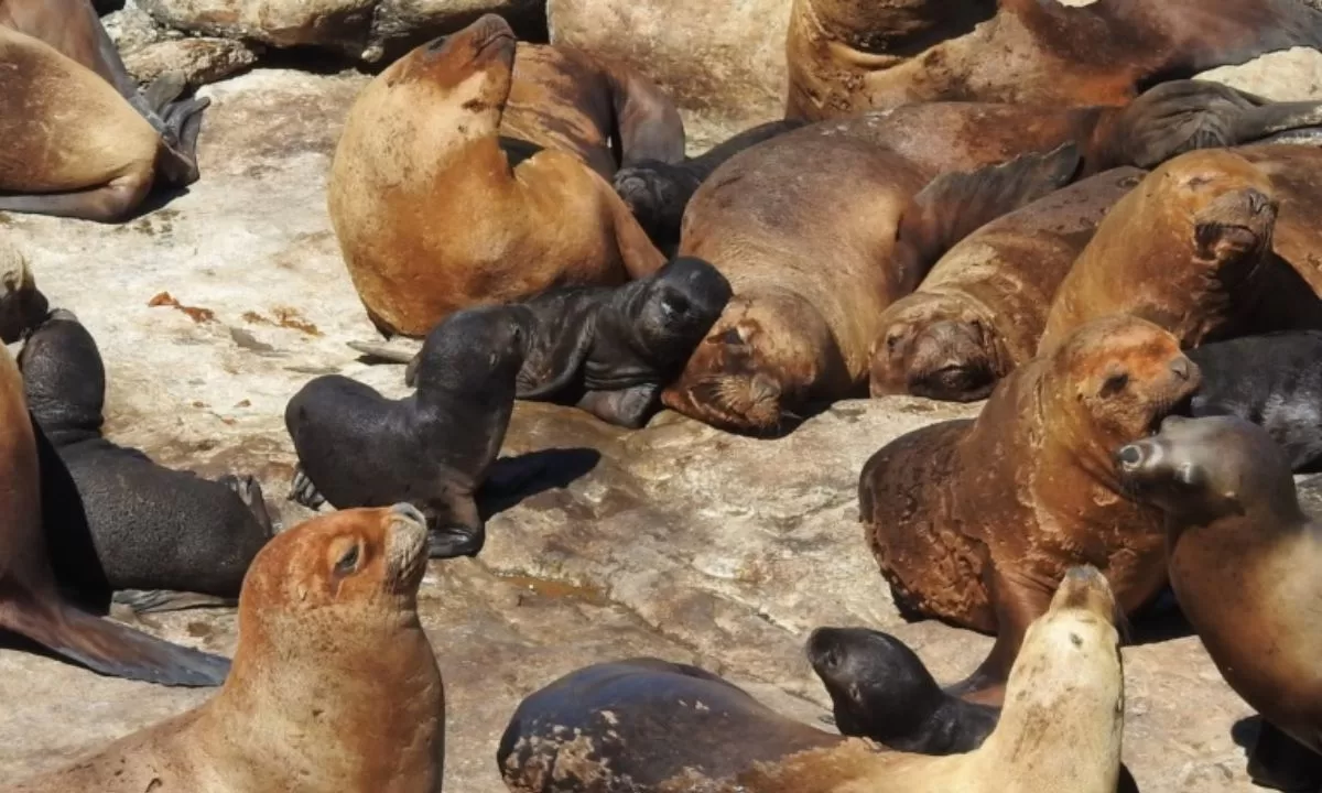 Se detectaron dos casos de influenza aviar en lobos marinos en Chubut