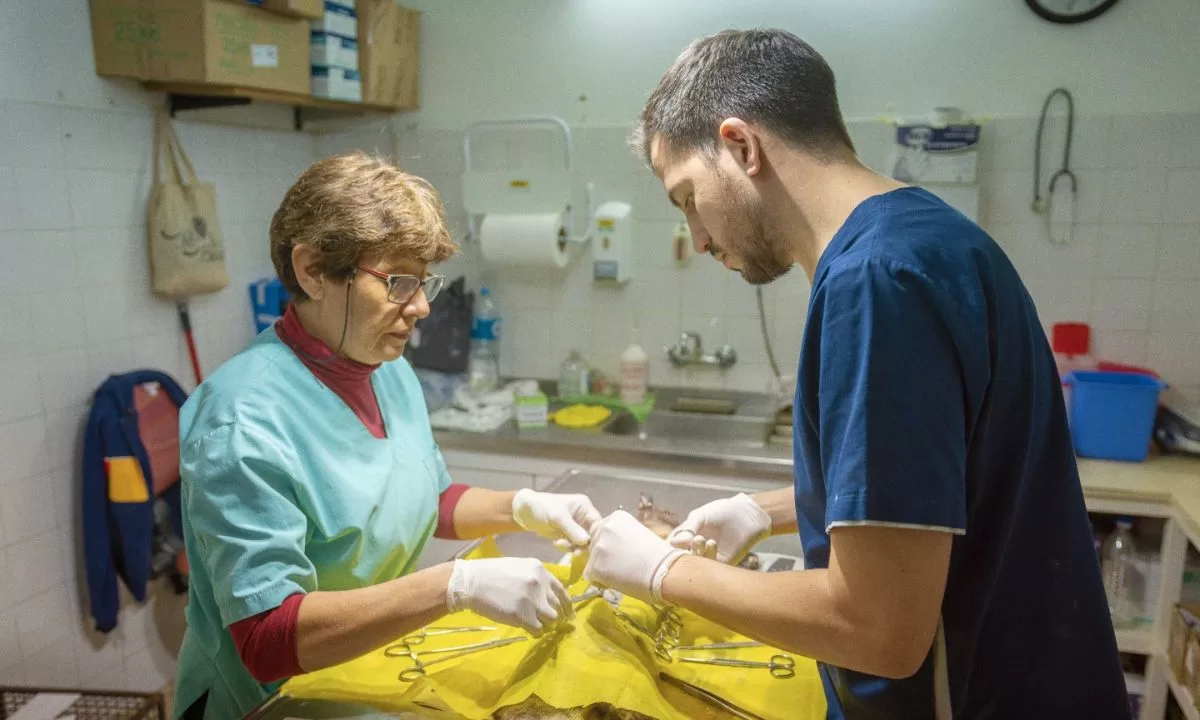 Esta semana finaliza “Veterinaria en tu barrio” en Playa Unión y el barrio 3 de Abril