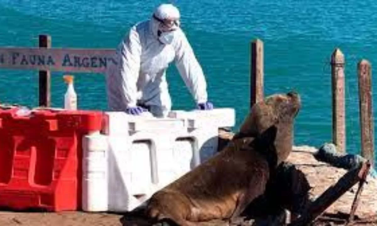 Nuevos casos de influenza aviar en lobos marinos de Chubut