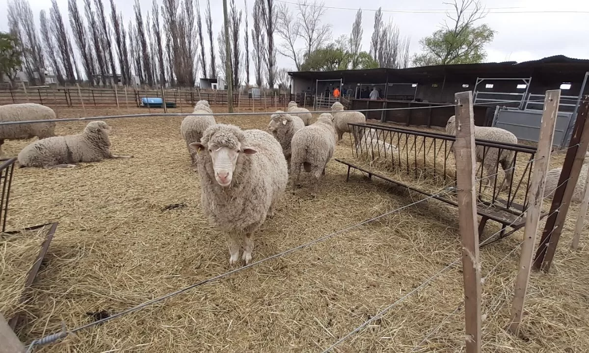 No hay plan para detener el avance de los depredadores en los campos