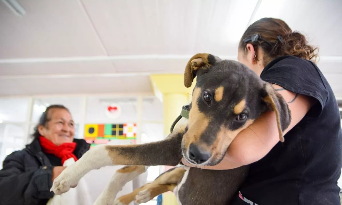 Campaña de castración gratuita para perros y gatos