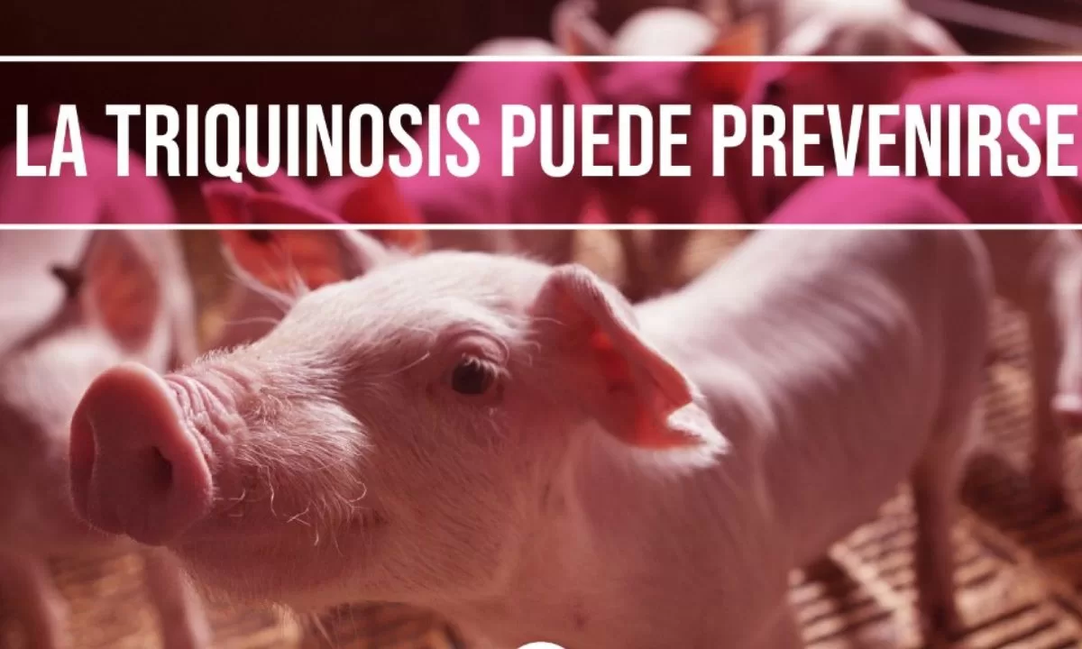 Triquinosis: ¿Qué es y cómo prevenir?