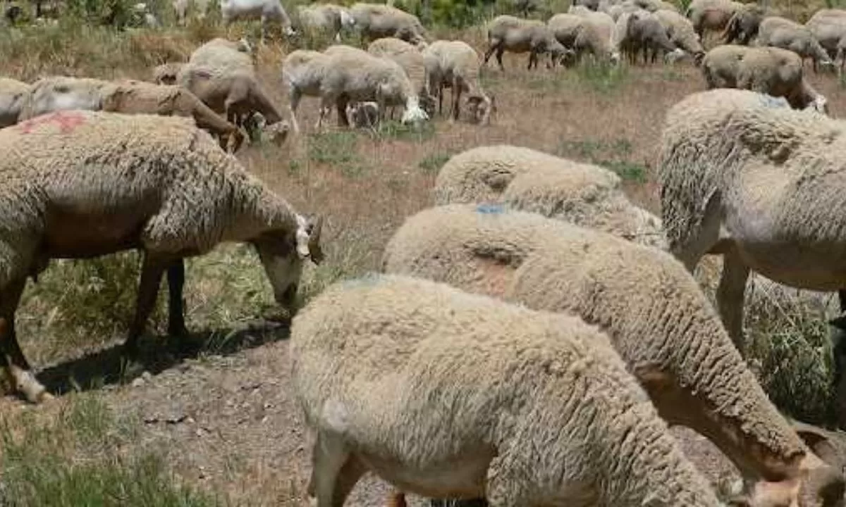 Una jauría de perros mató a 150 borregos en Río Mayo