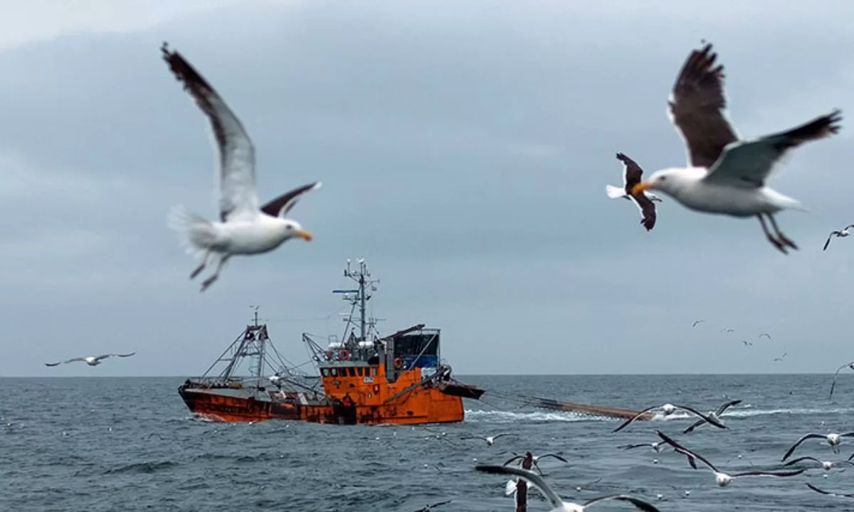 El próximo gobierno no dará más permisos de pesca