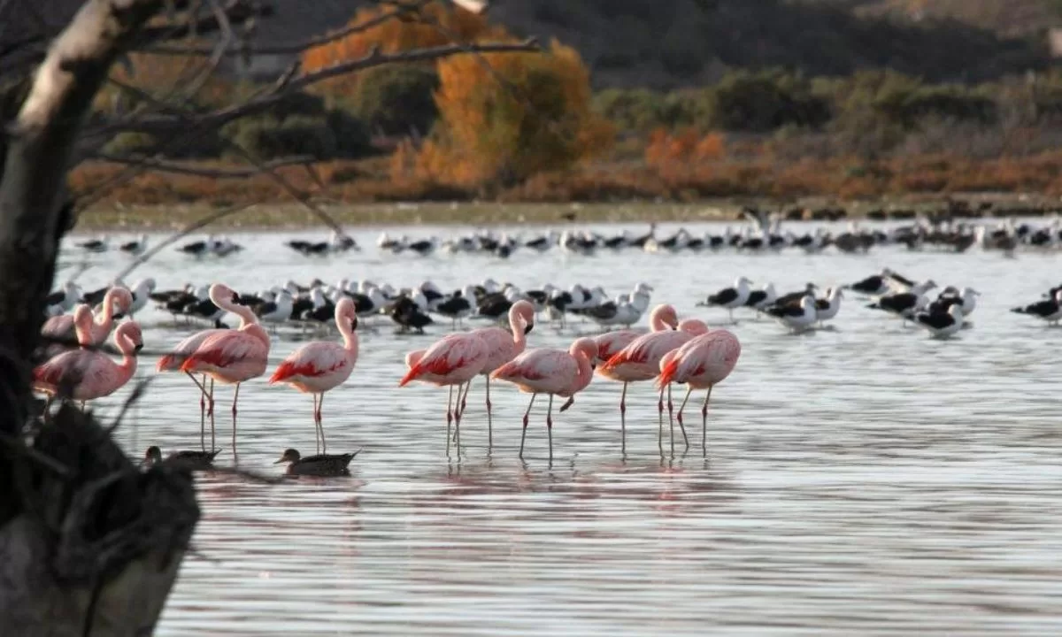 Comenzó el proceso participativo del Plan de Manejo del Área Protegida ‘Lagunas al Este de Trelew