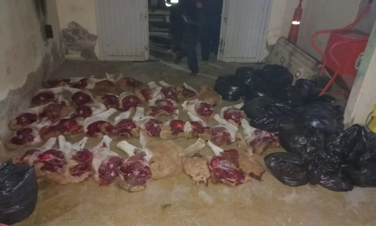Incautaron 800 kilos de carne de guanaco faenada