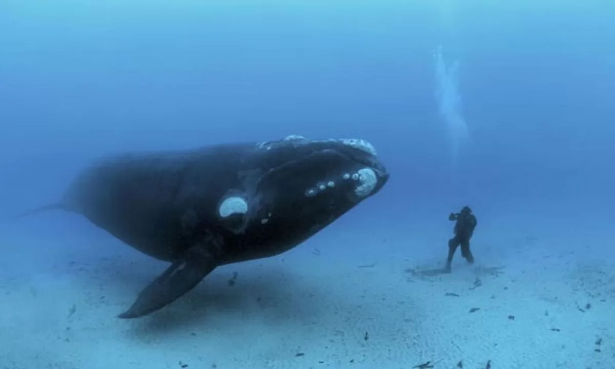 El Conicet no recomienda habilitar el buceo con ballenas en base a estudios científicos