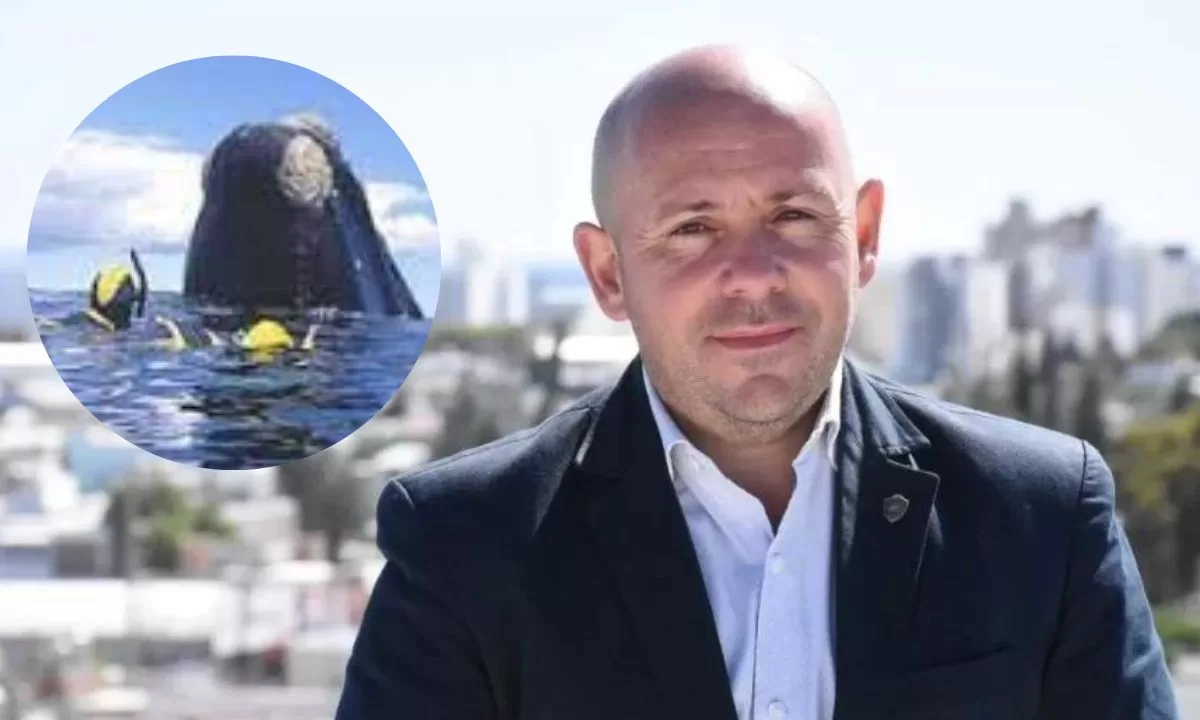 Sastre pide abrir el debate con especialistas por el buceo con ballenas