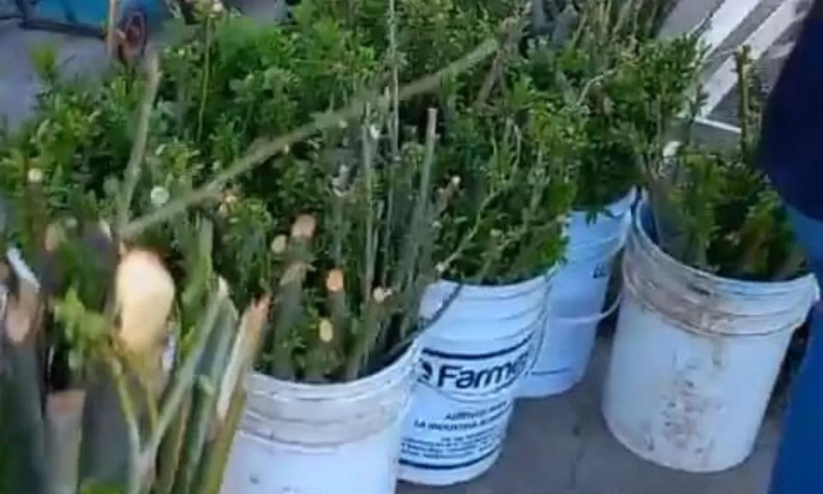 Desde el mayorista “El Misionero”, realizan entregas de estacas de sauces y mimbres