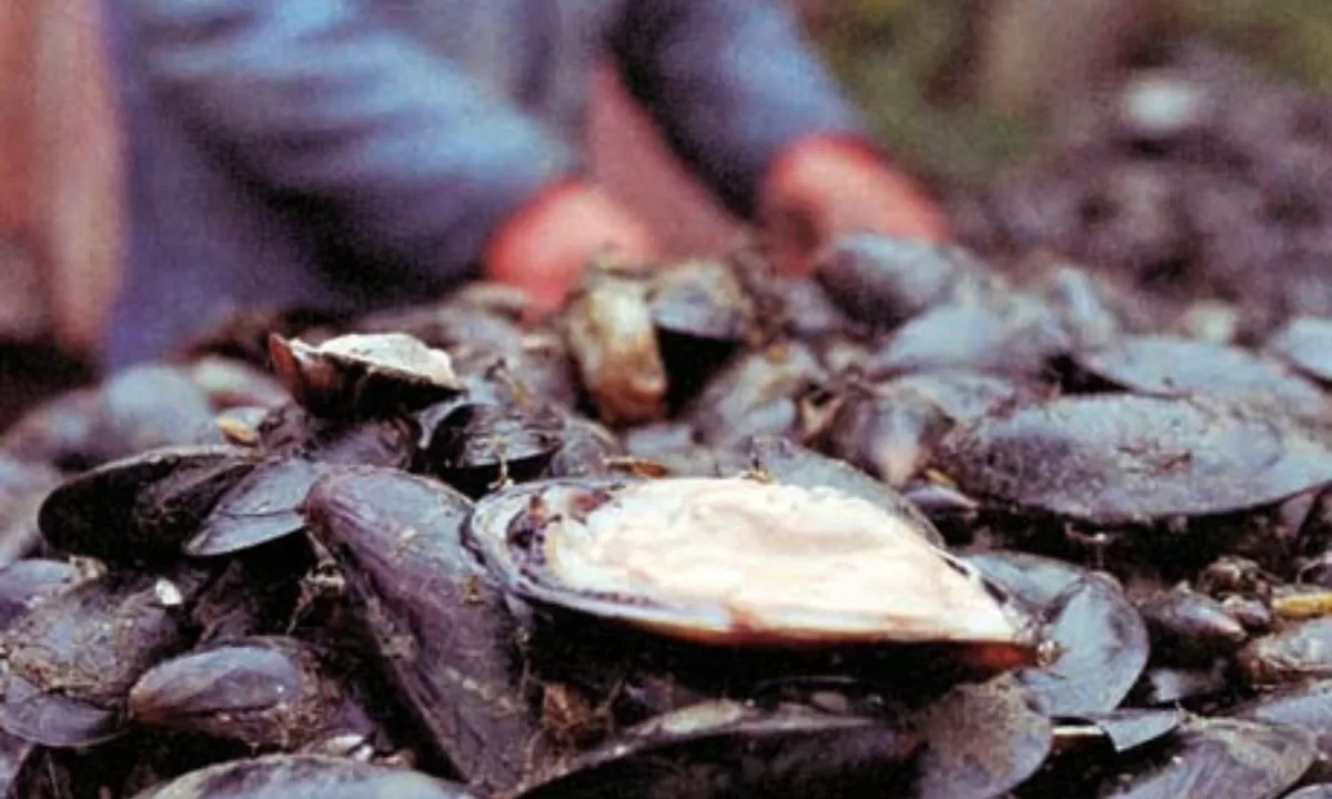 Rige la veda de extracción de mariscos por Marea Roja