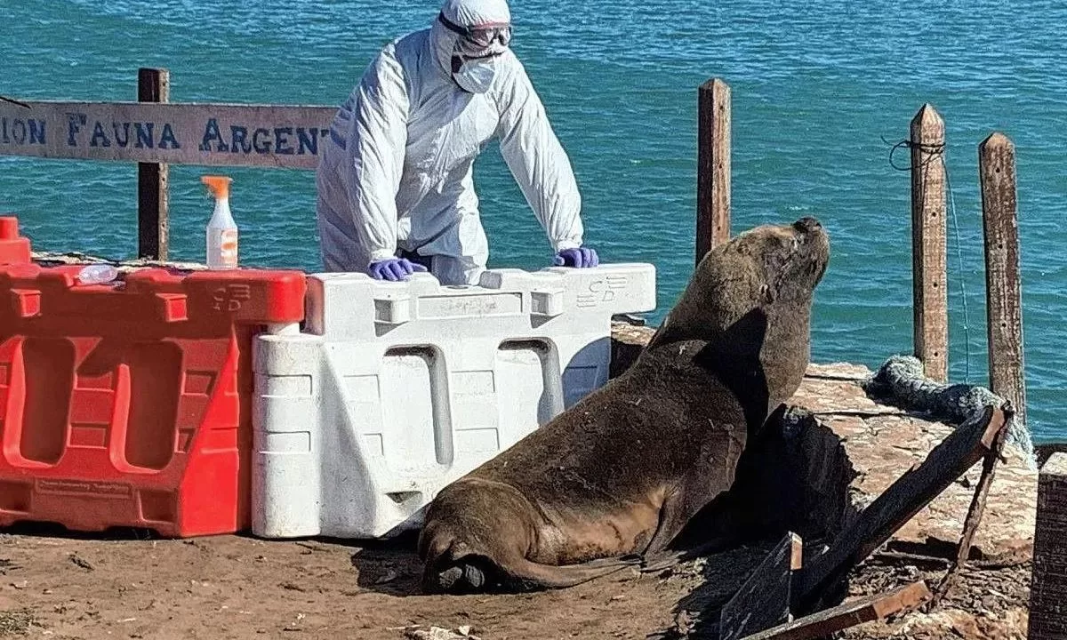 En Chubut de 2 mil nacimientos han muerto 1.300 crías de elefantes marinos por gripe aviar