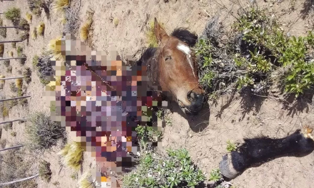 Les mataron todos los caballos