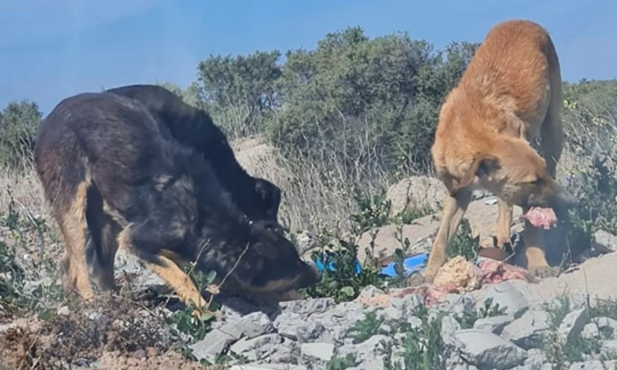 Ayudan a perritos del basural con colaboración de la gente