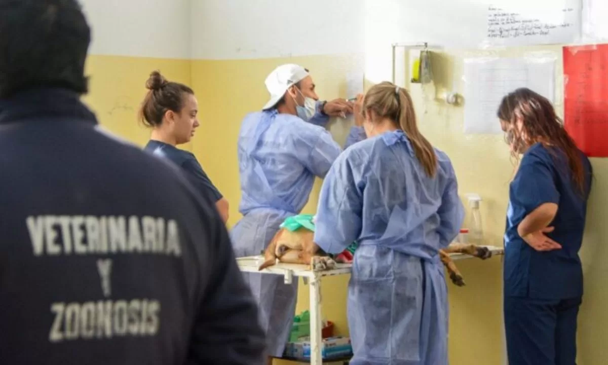 Continúan las campañas gratuitas para perros y gatos