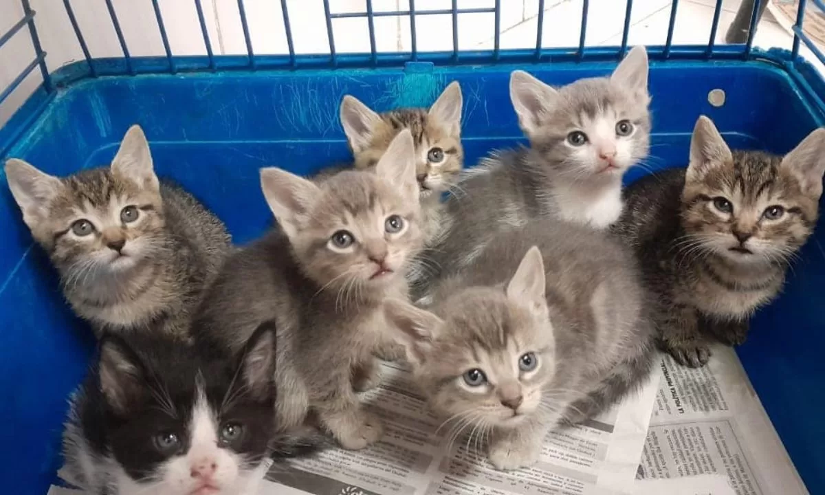 Zoonosis cuenta con muy poco personal