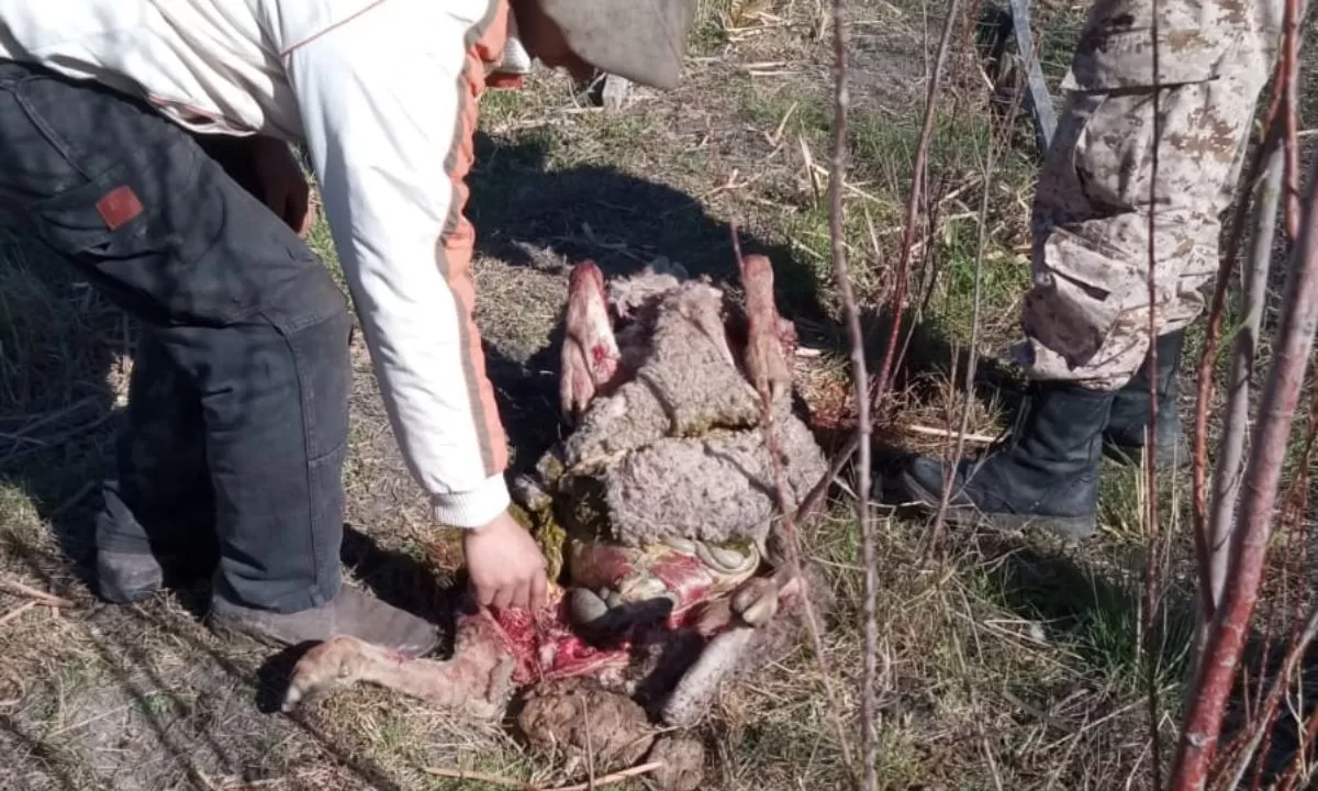 11 ovejas muertas en una chacra de Trelew