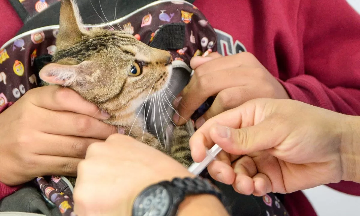 Campaña de vacunación y desparasitación para perros y gatos