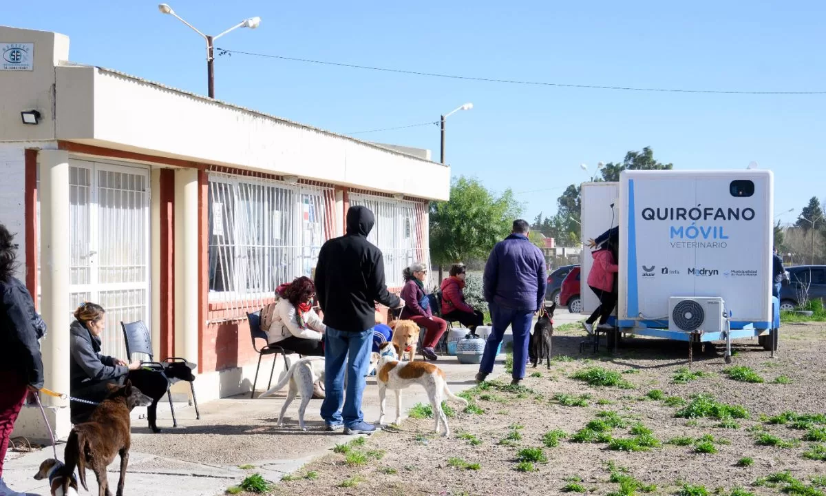Nueva campaña de castración gratuita para perros y gatos