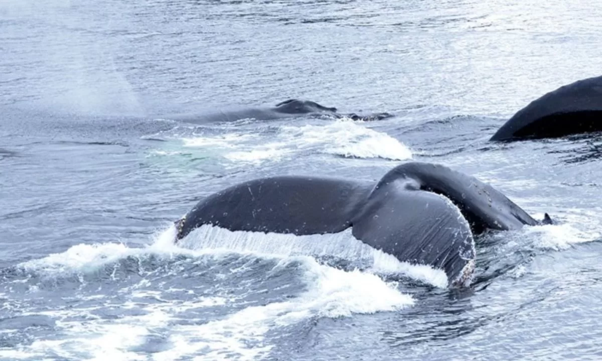 Trabajan en un proyecto para que en Comodoro y Rada Tilly se puedan realizar avistajes de Ballenas Sei